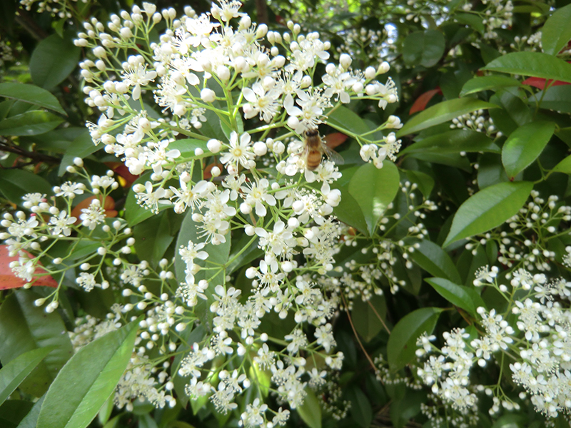 管理養蜂サービスについて