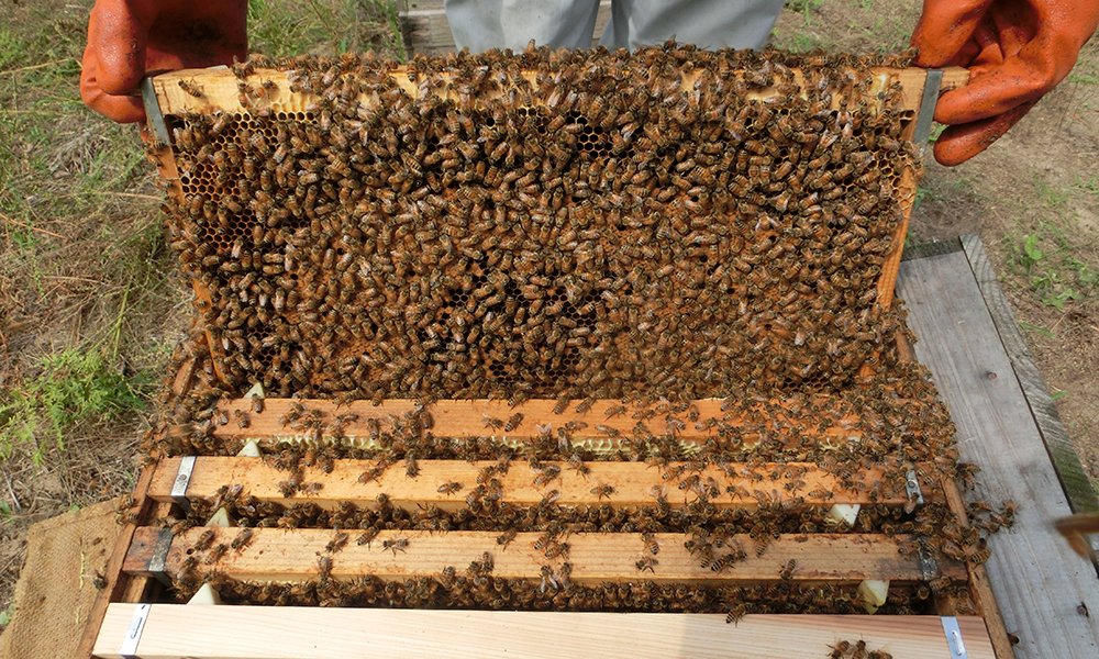 管理養蜂サービスについて