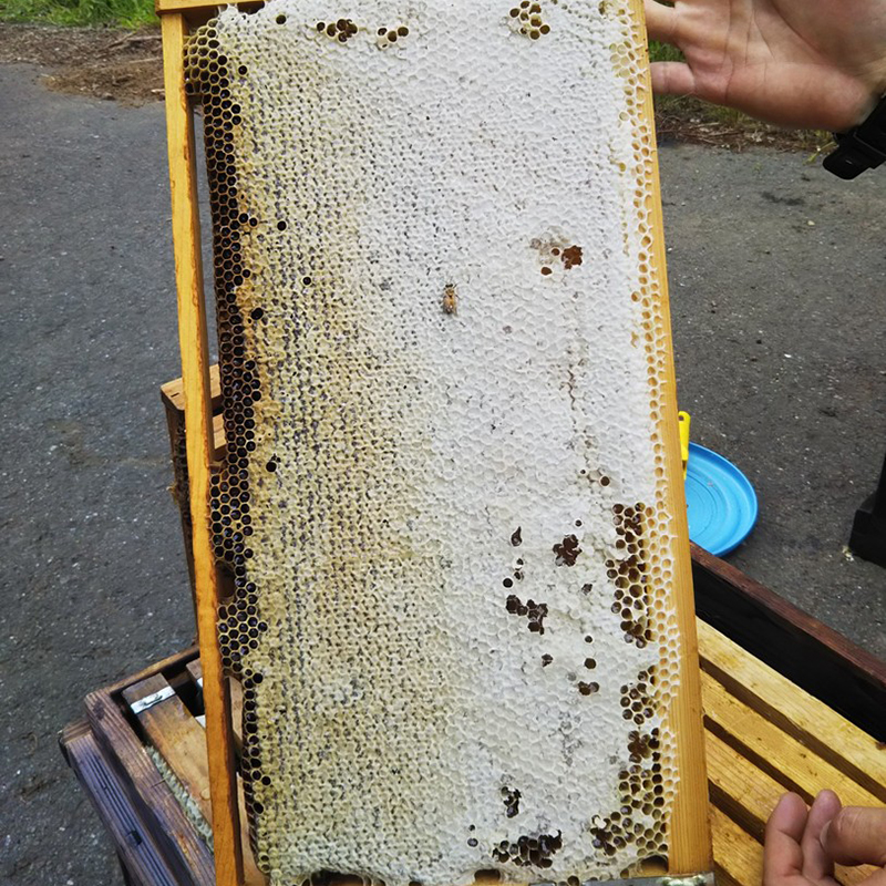 管理養蜂サービスについて